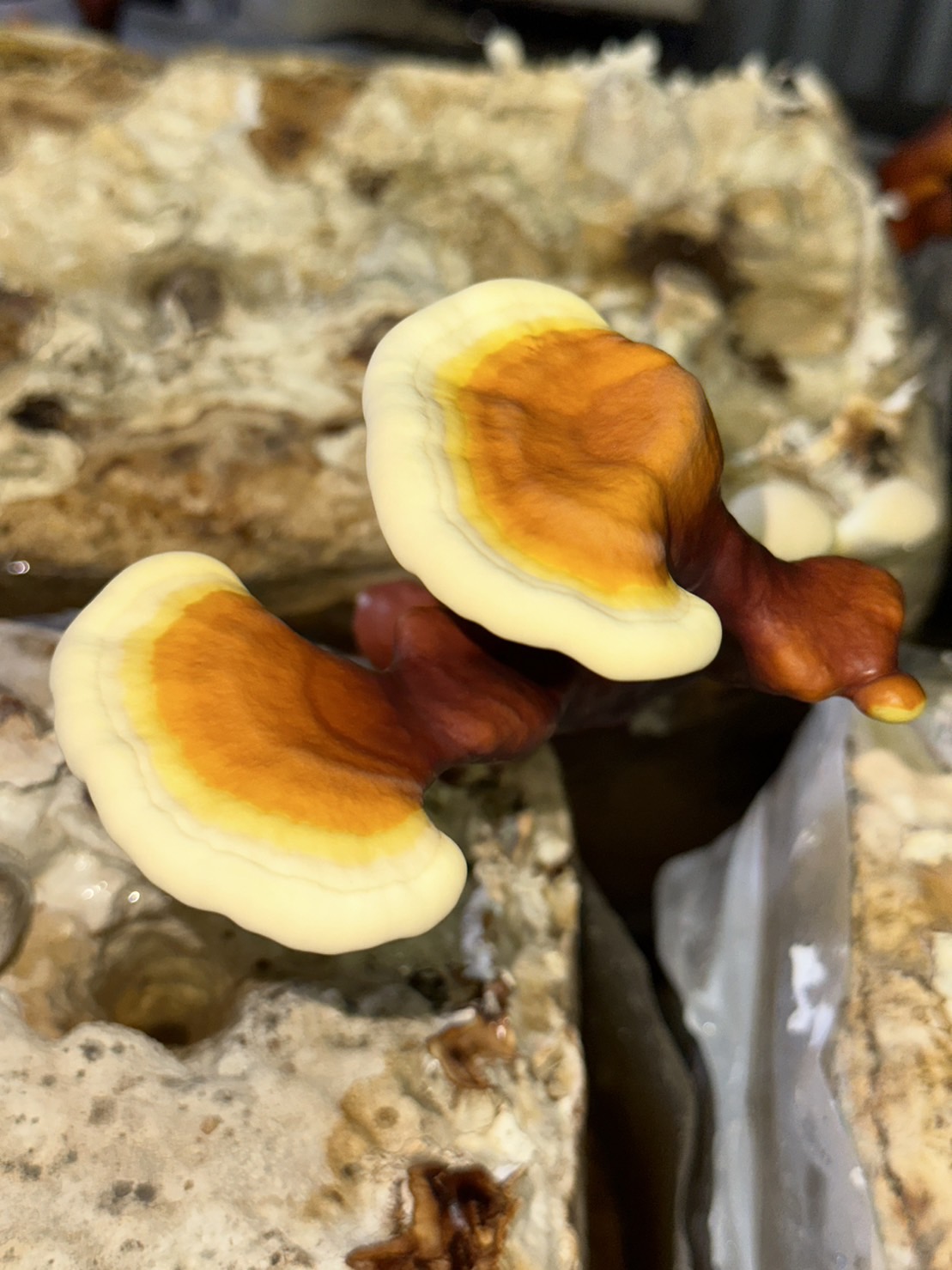 霊芝の生育状態 6月20日 | マンネンタケ│霊芝の販売店